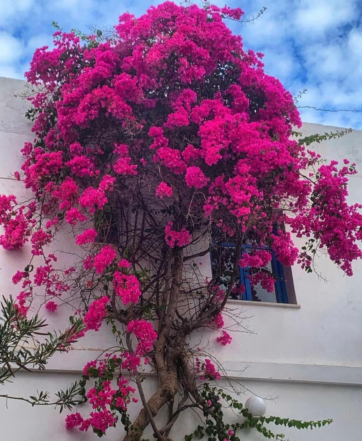 Mare Naxia Hotel Naxos City 外观 照片